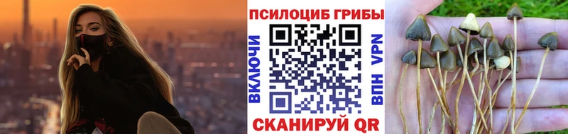 Купить закладки  Малая Вишера  Галлюциногенные грибы Psilocybe 